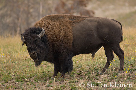 007 Amerikanischer Bison - Buffalo